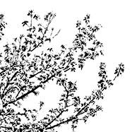 Cerisier du japon