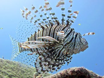 shell fish